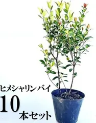【10本セット】ヒメシャリンバイ樹高0.4m前後15cmポット