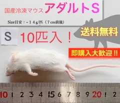 2025年最新】冷凍マウスの人気アイテム - メルカリ
