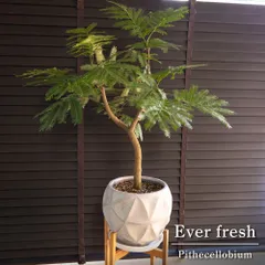 ★本日限定お値引き中★2メートル　幹太　エバーフレッシュ 本日限定お値下げ中／2メートル幹太エバーフレッシュ