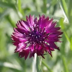 信州産ニゲラ・矢車草・おまけの金梅草
