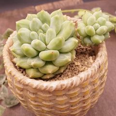 四種発送	R237	モーグリー	【イータニク】多肉植物　韓国苗