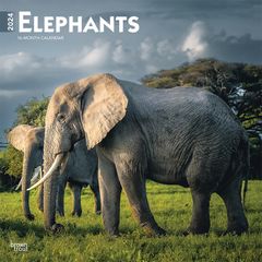 【輸入版】2024年 世界の象 カレンダー / ブラウントラウト 30.5 x 61 cm (Elephants  Calendar)