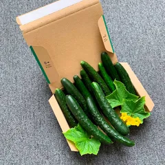 宅急便コンパクト 野菜■胡瓜(きゅうり)■やみつき/キュウリ/漬物/サラダ/酢もの/冷やしキュウリ/ビールのおつまみ/ ピリ辛キュウリ/旨たれきゅうり/自家製漬物/とれたて/夏野菜/露地栽培/自然栽培/傷あり/食用/朝採り/朝採れ/新鮮