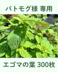エゴマの葉 鶴橋商店｜（生）エゴマの葉10枚 鶴橋商店｜鶴橋に店舗を構える