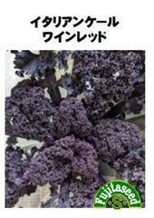 ＜野菜の種＞イタリアンケール　ワインレッド　20粒　食用にもガーデニングにも