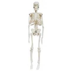 Amazon.co.jp: SUDOO 骨模型 全身 等身大 人体模型 170cm 骨格
