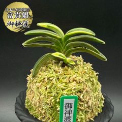 富貴蘭 風蘭 蘭 御神渡 オミワタリ 2本立 【現品】 t758 フウキラン フウラン 送料無料