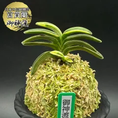 富貴蘭　金牡丹(特急)3本立ち 富貴蘭 金牡丹【優】 : 富貴蘭チャンネル