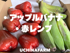 数量限定！〈南国セット〉・アップルバナナ・赤レンブ 450g×2
