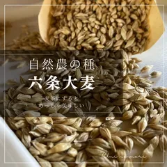 素晴らしい価格 2025年最新】六条大麦 メルカリ - 種の人気アイテム 穀類