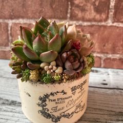 オーダー承ります 多肉植物寄せ植え そのまま飾れる ちまちま寄せ