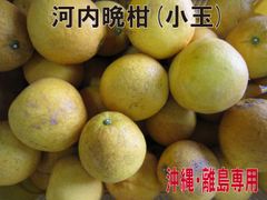 小ぶりな河内晩柑4.5ｋｇ