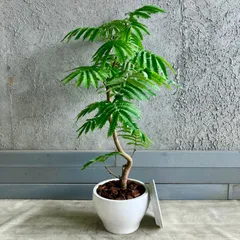 極幹太 二股エバーフレッシュ 極幹太 二股エバーフレッシュ