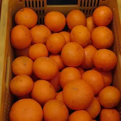 1.28(水)出荷　北海道・東北・沖縄便　大玉5kg蔵出し樹成完熟　低農薬　香川県仁尾