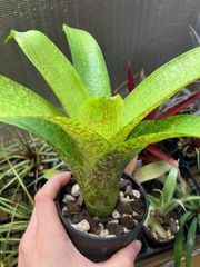 フリーセア フェネストラリス Vriesea Fenestralis　キンクマ農園☆F0002