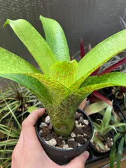 フリーセア　ハイパースペース　Vriesea 'Hyperspace'激レア Vriesea 'Hyperspace' | Fantastic Gardens Hawaii