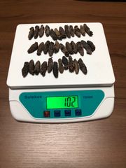 工場直売　関西産　A級品 乾燥赤なまこ  100g34本(計量時102g34本)