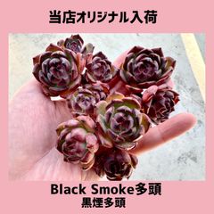 Amazon.co.jp: ミックスベリア 桜鬼 おらいさん苗 多肉植物