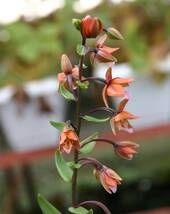 山野草 カラス葉 青森県 カキラン 花芽有り 1,5芽 1p - メルカリ