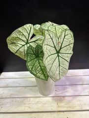 カラジューム　3.5号　グリーン×ホワイト　カラーリーフ　観葉植物　インテリア　グリーン　オシャレ