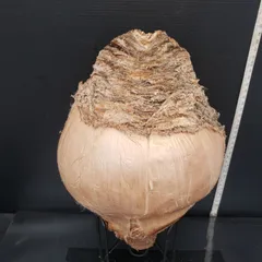 f*u様 オークション！ 特大 ブーファン ハエマンソイデス 現地株 現地球 塊 大株】ブーファン ハエマンソイデス 発根済み 現地株 塊根植物