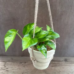 【サンプル】ポトス グローバルグリーン テラッコタハンギング  1個 Epipremnum pinnatum Global Green エピプレムヌム 黄金葛 ハブカズラ 3.5号 観葉植物 観葉 植物 珍奇植物 珍奇 珍しい つる性植物 つる性 ハンギング