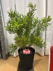 希少なバンクシア ドリアンドロイデス 6号 - メルカリ