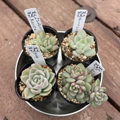 多肉植物　エケベリア　葉挿し　1