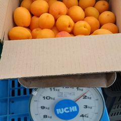❗予約❗訳あり加工品あんず1.5K位クール便🆒　お任せ品種 6月中旬、収穫の都度発送感謝セール