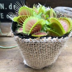 ポットごと　ハエトリ草 3号 大人気 助かる 食虫植物 観葉植物 インテリア