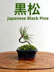 ミニ盆栽　クロマツ　黒松　紺色の鉢