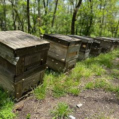マーガレット様専用　そば蜂蜜2本