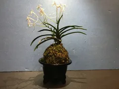 富貴蘭・風蘭のサムネイル