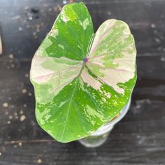 【希少】　コロカシア　ピンクサファイア　Colocasia Pink sapphire
