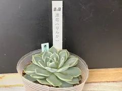 2025年最新】ぼのぼのさん苗の人気アイテム - メルカリ