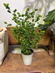 ベンジャミン・バロック　6号　プレゼント　観葉植物　インテリア　母の日　贈り物　オシャレ