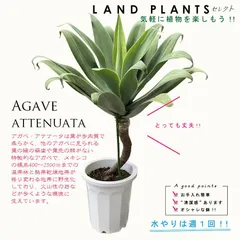 2025年最新】アガベアテナータの人気アイテム - メルカリ