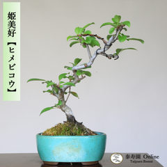 『姫美好』ヒメビコウ 小品盆栽【泰寿園 Online】現品 一点物 雑木 真柏 松柏 松 初心者 室内 鑑賞 趣味 卓上盆栽 盆栽鉢 グリーン 和 ギフト プレゼント 贈答品 ミニ盆栽 誕生日 母の日 父の日 敬老の日 記念日 お祝い 優良葉性 インテリア 3