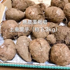 無農薬栽培（土垂里芋）約1.3kg