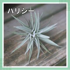 チランジア 【ハリシー】 エアプランツ エアープランツ