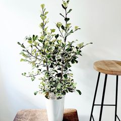 希少】パキラ ミルキーウェイ 実生 新芽 Sサイズ 観葉植物 calm p