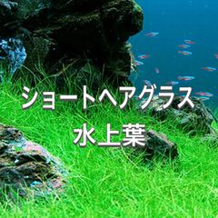 ショートヘアグラス水上葉