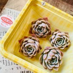 多肉植物　レモンベリー×ヘレナ　①