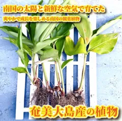2025年最新】奄美大島産蘇鉄の人気アイテム - メルカリ 2025年最新】奄美大島産蘇鉄の人気アイテム - メルカリ