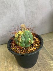 サボテン　ギムノカリキウム　新天地錦　３号鉢　鉢ごと