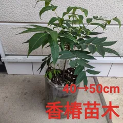 信州産　タラの芽苗木 2025年最新】タラの芽苗木の人気アイテム - メルカリ