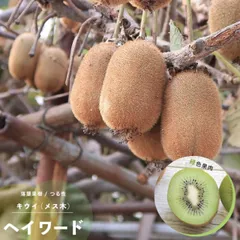 2025年最新】キウイ 花粉の人気アイテム - メルカリ 2025年最新】キウイ 花粉の人気アイテム - メルカリ