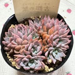 古都の葉さん苗❣️小桃いろは❣️札付き❗️多肉植物 ポット