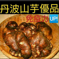 丹波山の芋優品2キロ(山芋)