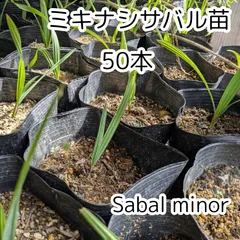 2025年最新】パルメットヤシの人気アイテム - メルカリ